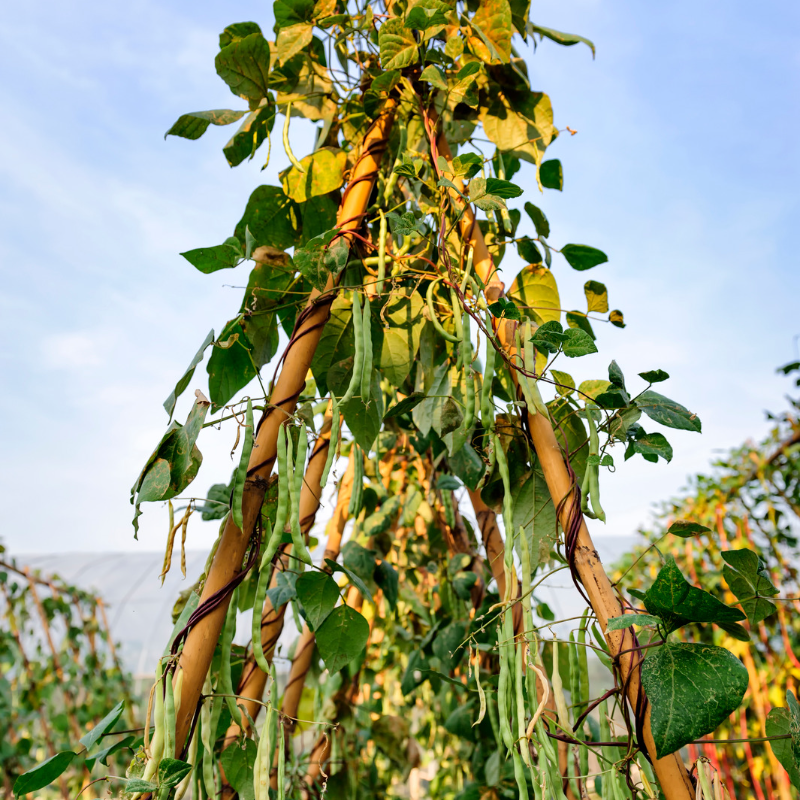 Vigna aconitifolia, Mat bean white, Matki seeds - 100