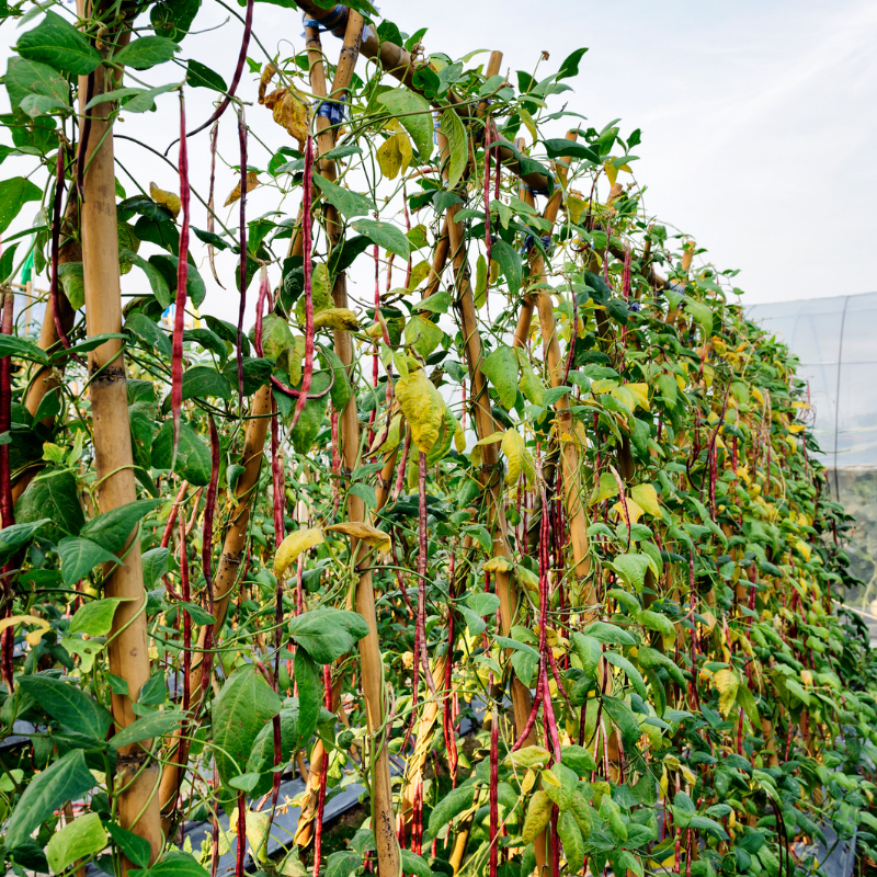 Vigna aconitifolia, Mat bean white, Matki seeds - 100