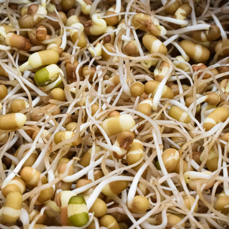 Vigna aconitifolia, Mat bean white, Matki seeds - 100