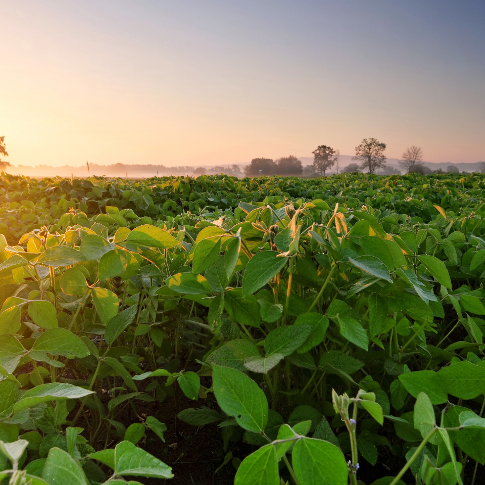 Black Soybean, Kala Bhatt seeds - 10