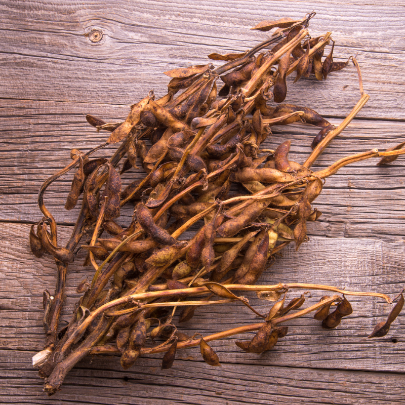 Black Soybean, Kala Bhatt seeds - 10