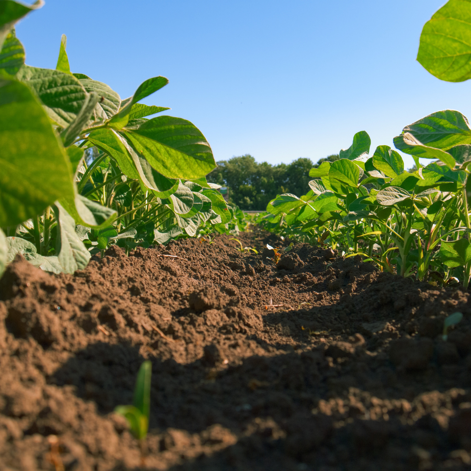 Black Soybean, Kala Bhatt seeds - 10