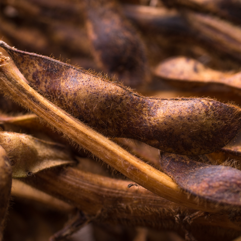 Black Soybean, Kala Bhatt seeds - 10