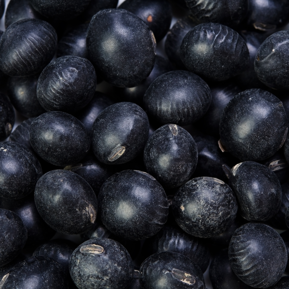 Black Soybean, Kala Bhatt seeds - 10