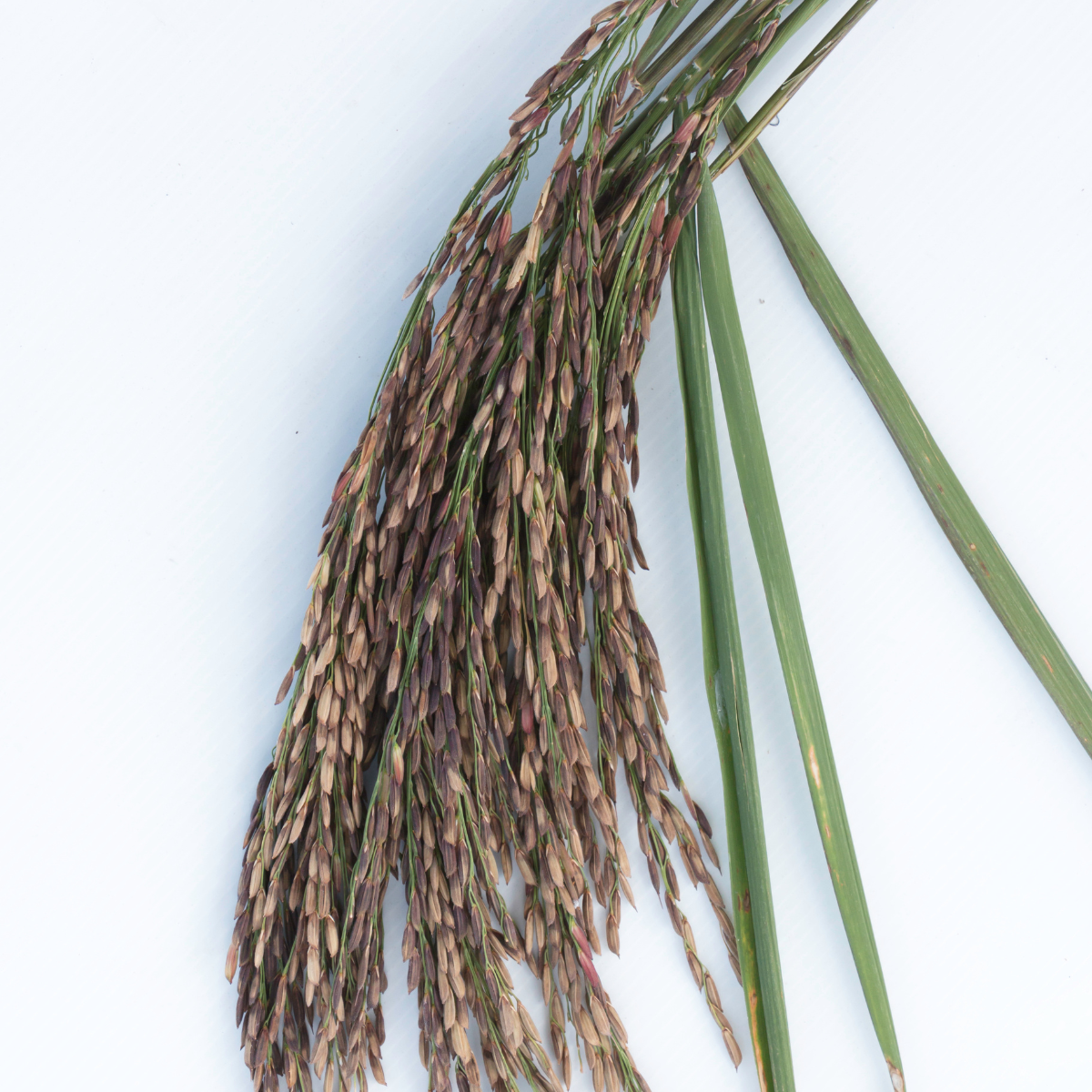 Oryza sativa, Wild Black Rice, Riceberry seeds - 300