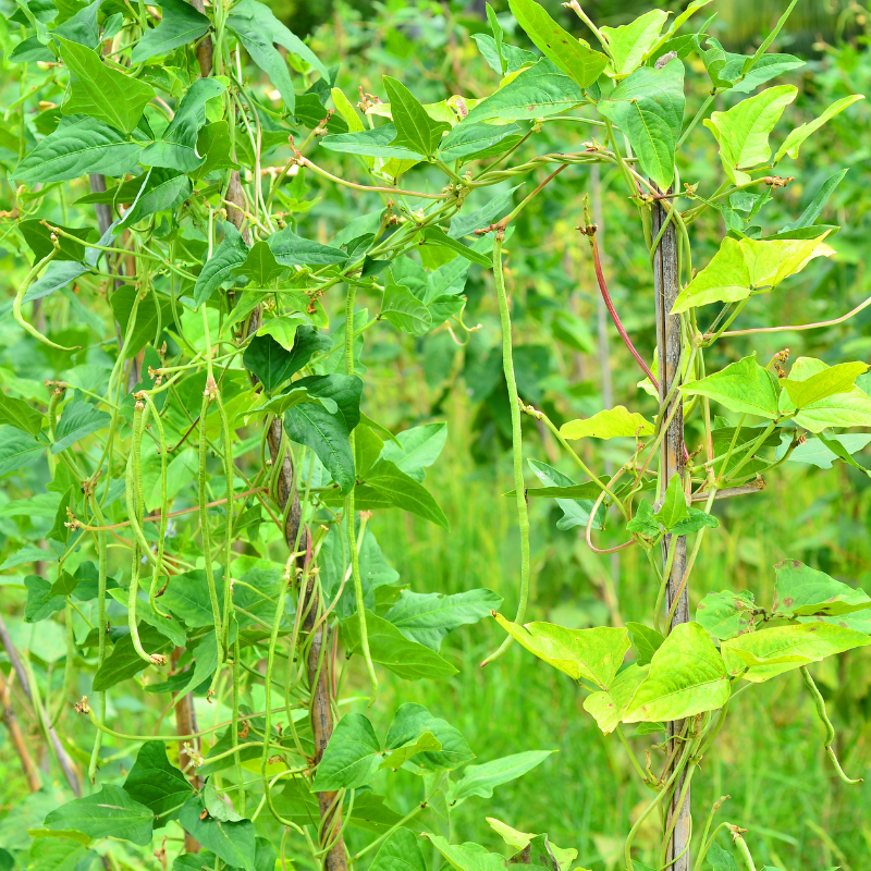 Yard long bean red (Red Noodle Beans) - 10