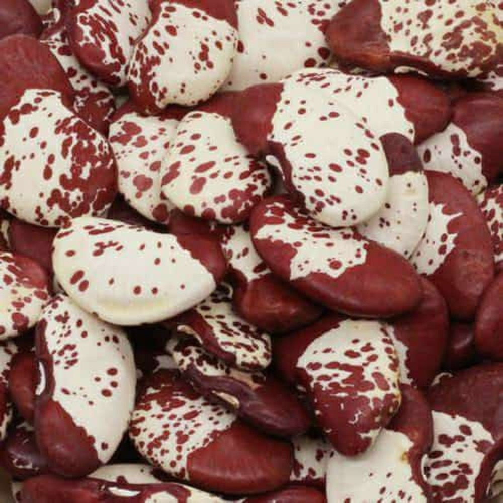 Phaseolus lunatus, Red Double Lima Beans - 5