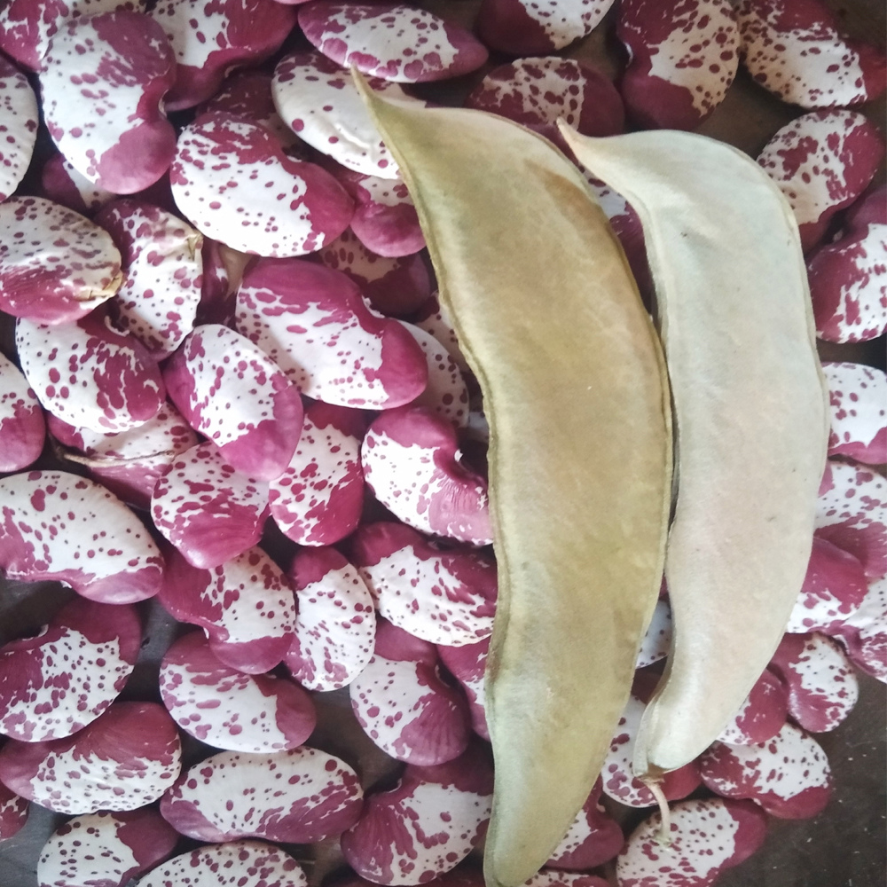 Phaseolus lunatus, Red Double Lima Beans - 5