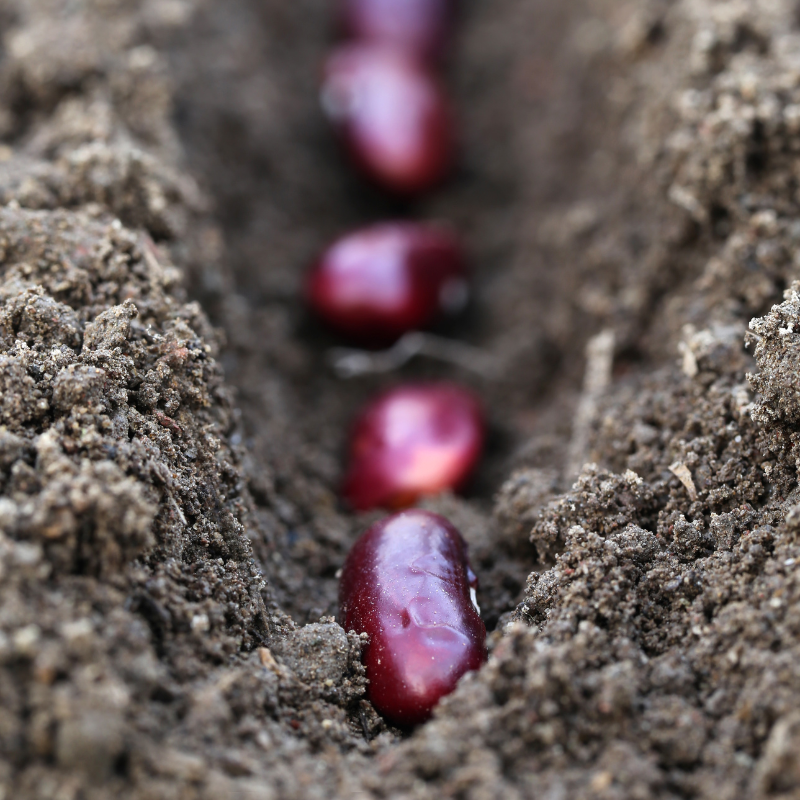 Jammu small Rajma Beans - 10