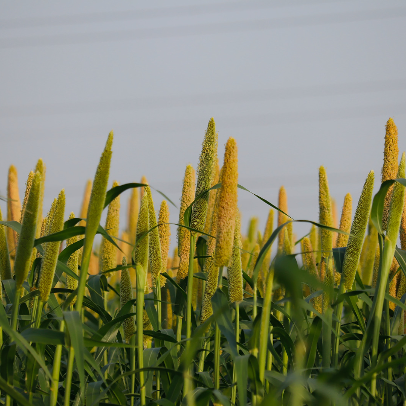 Cenchrus americanus, Bajra, Pearl Millet seeds - 20
