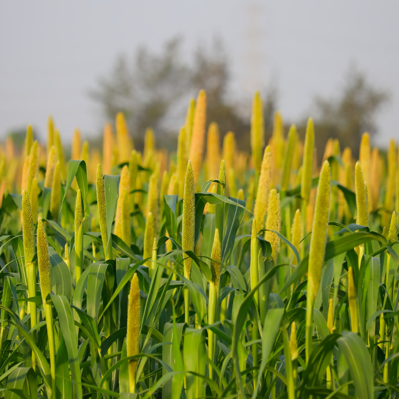 Cenchrus americanus, Bajra, Pearl Millet seeds - 20
