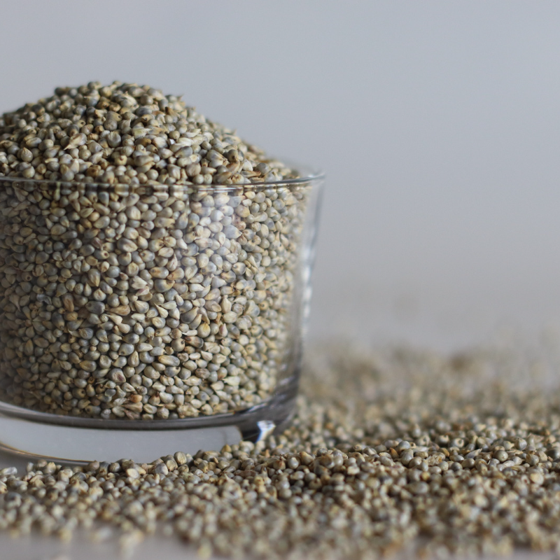 Cenchrus americanus, Bajra, Pearl Millet seeds - 20