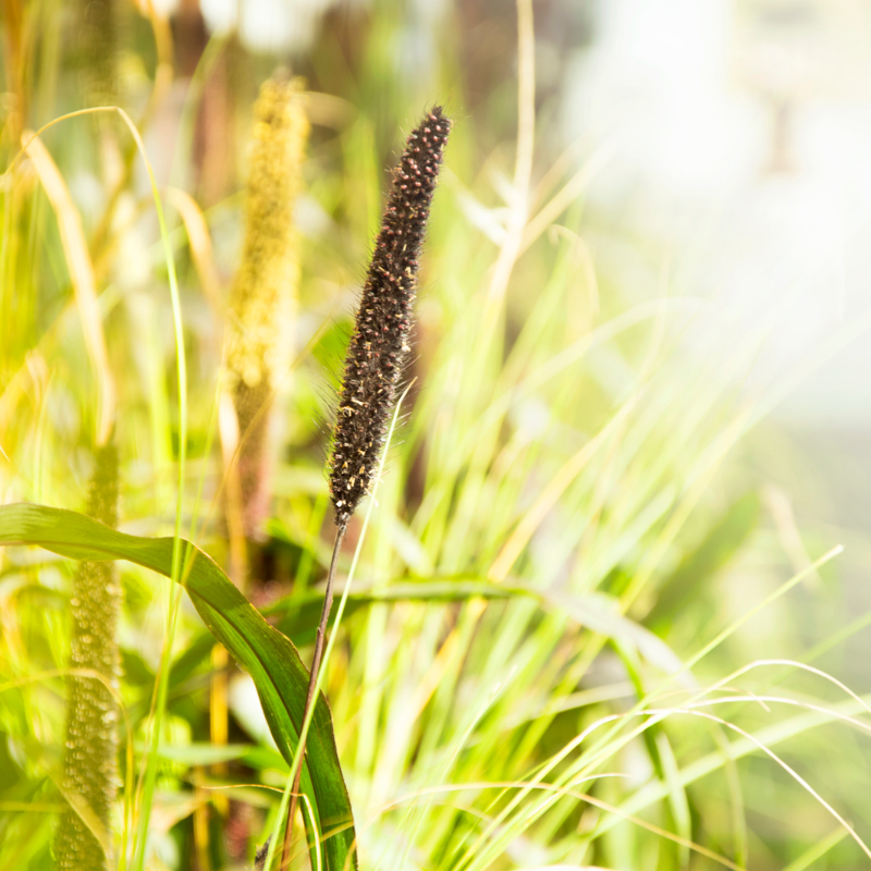 Cenchrus americanus, Bajra, Pearl Millet seeds - 20