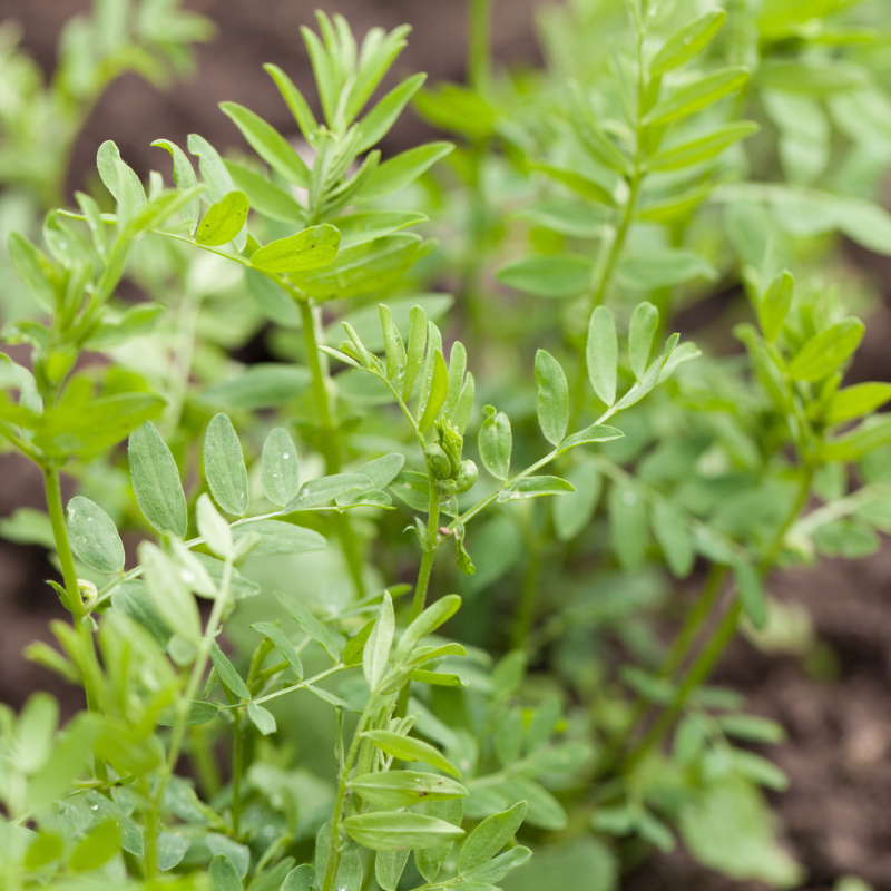 Red lentlis, Lens culinaris seeds - 100