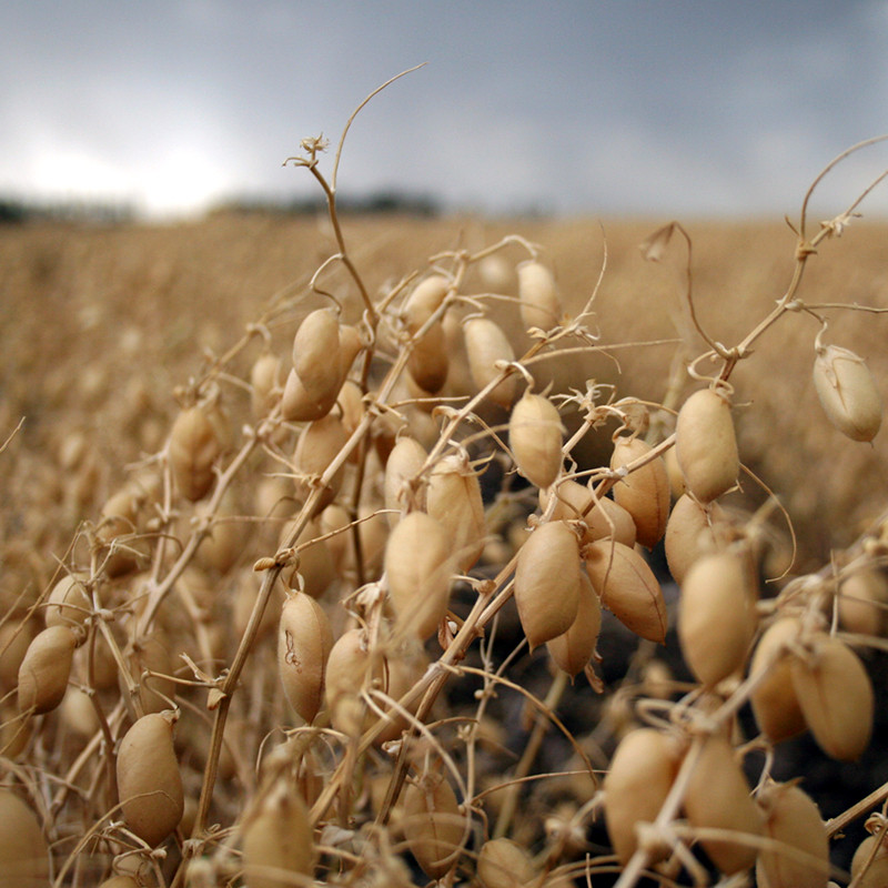 White Chickpeas, Kabuli Chana seeds - 20