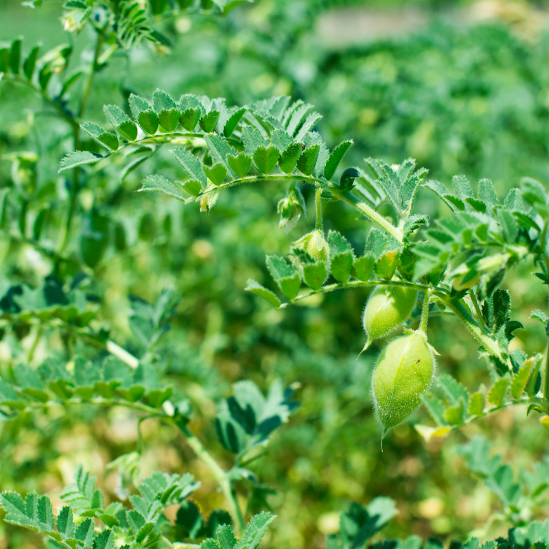 White Chickpeas, Kabuli Chana seeds - 20