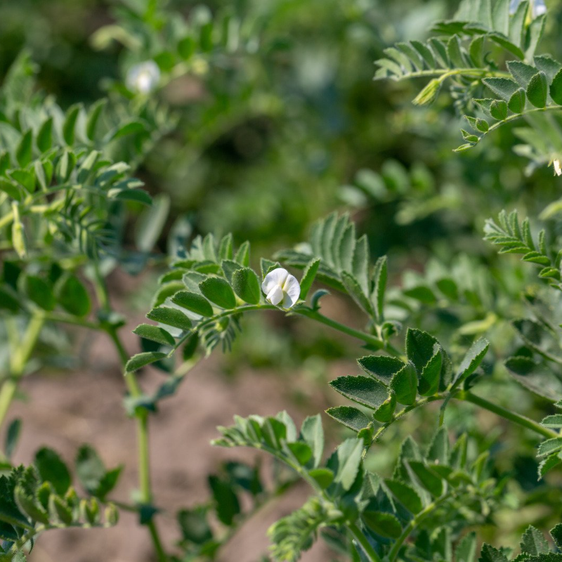 White Chickpeas, Kabuli Chana seeds - 20