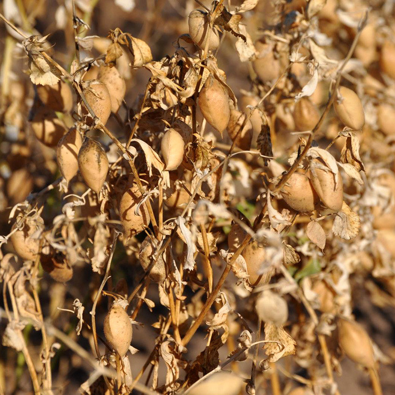 White Chickpeas, Kabuli Chana seeds - 20