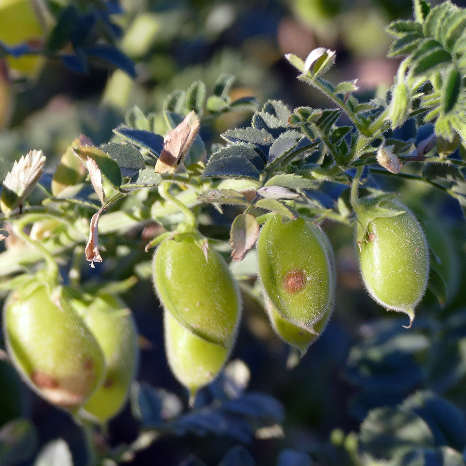 White Chickpeas, Kabuli Chana seeds - 20