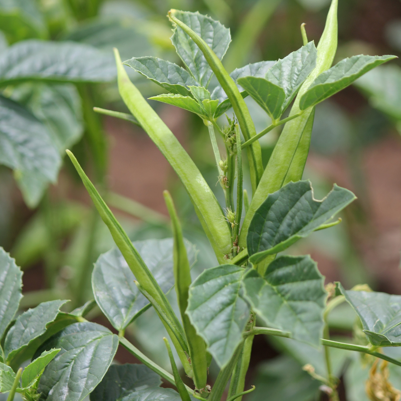 Cluster Bean, Neelam Guar seeds - 20