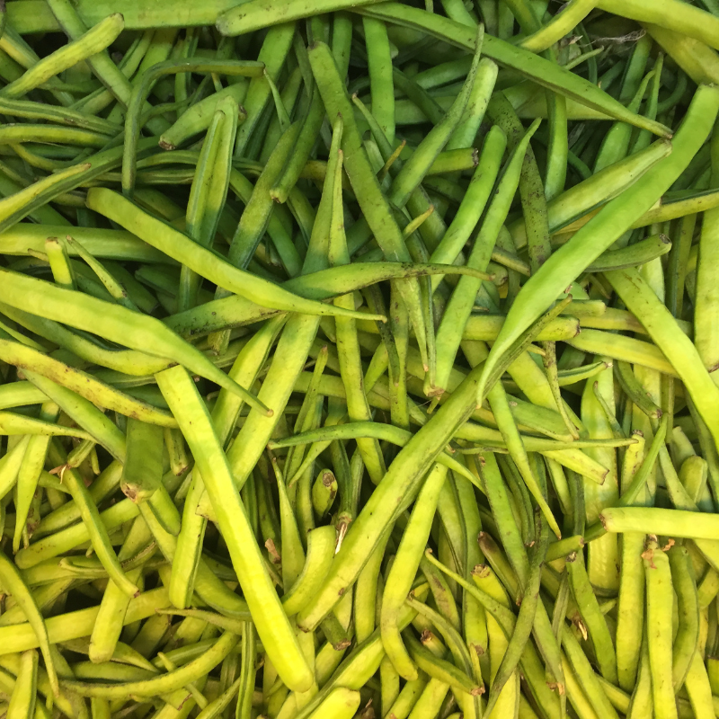 Cluster Bean, Neelam Guar seeds - 20