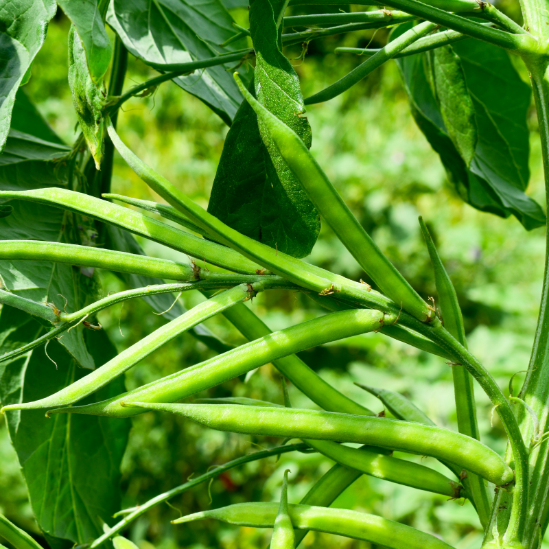 Cluster Bean, Neelam Guar seeds - 20