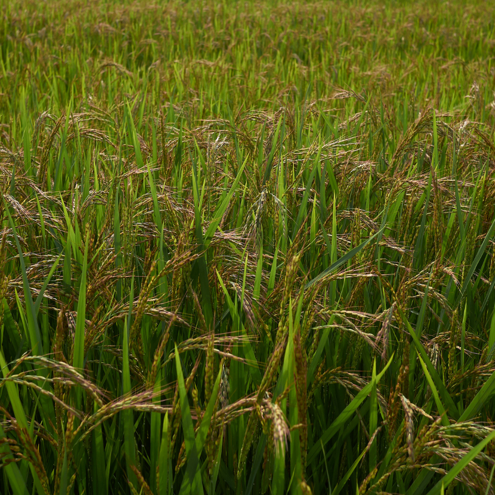Oryza sativa, Basmati Rice seeds - 300