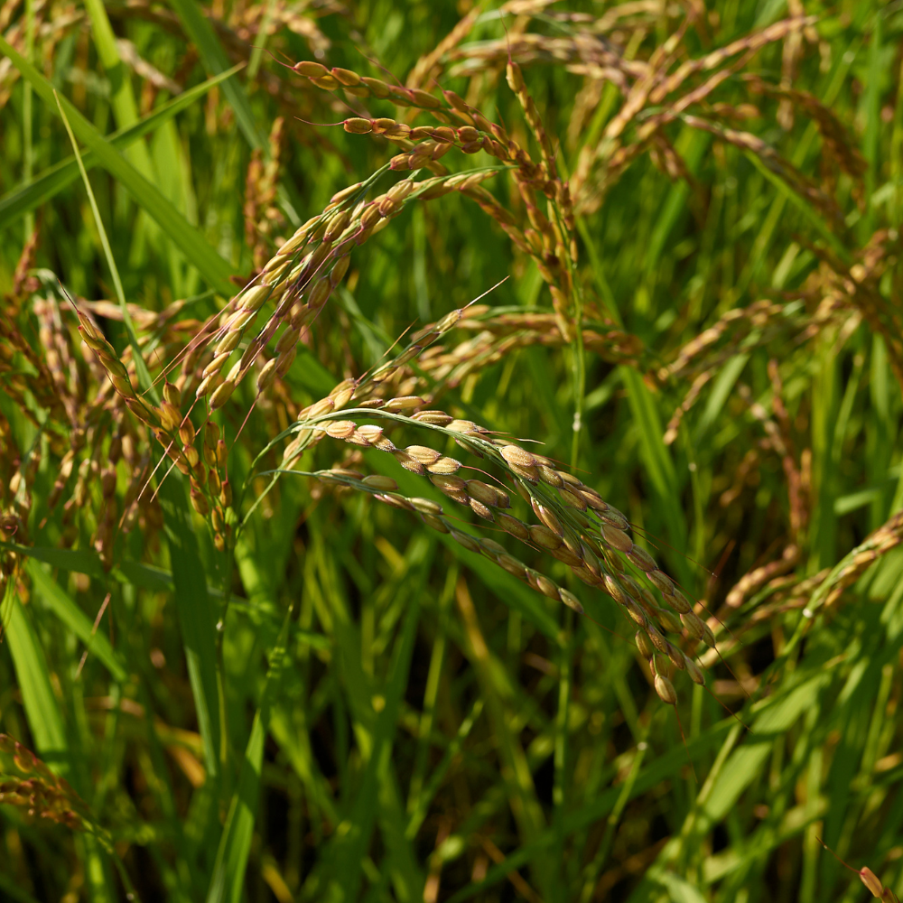Oryza sativa, Basmati Rice seeds - 300