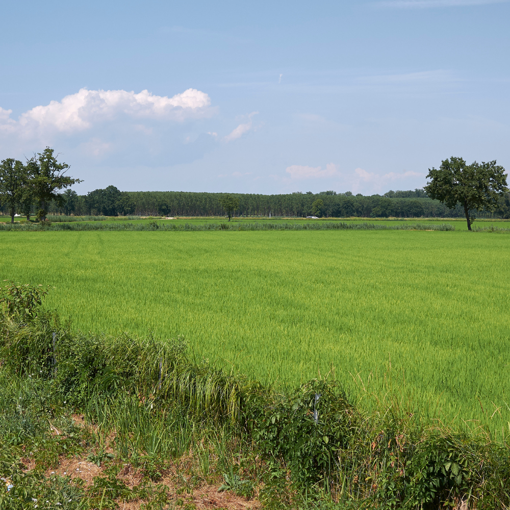 Oryza sativa, Basmati Rice seeds - 300