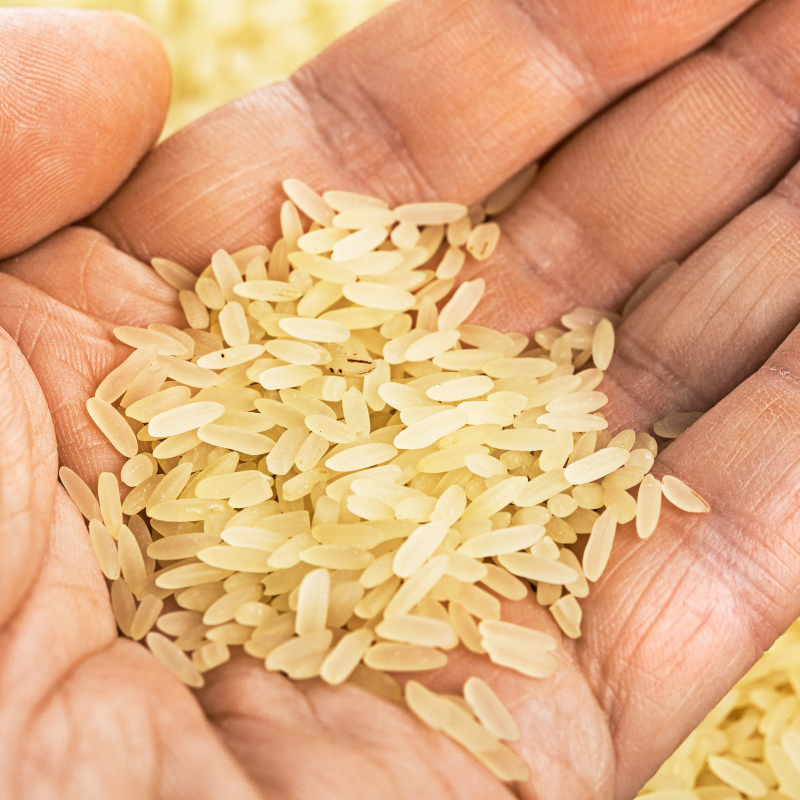 Oryza sativa, Basmati Rice seeds - 300