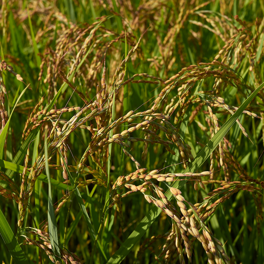 Oryza sativa, Basmati Rice seeds - 300