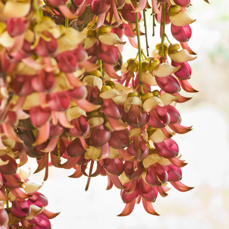 Mucuna pruriens, Velvet Bean, Kapikachhu - 5