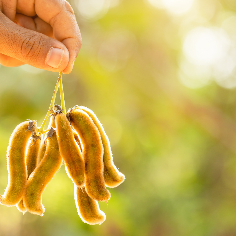 Mucuna pruriens, Velvet Bean, Kapikachhu - 5