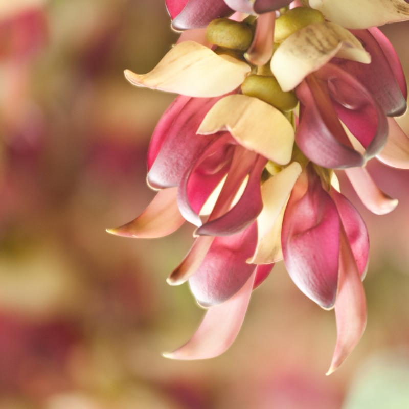 Mucuna pruriens, Velvet Bean, Kapikachhu - 5