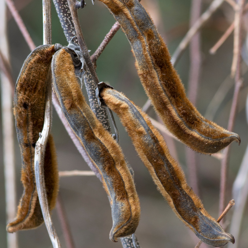 Mucuna pruriens, Velvet Bean, Kapikachhu - 5