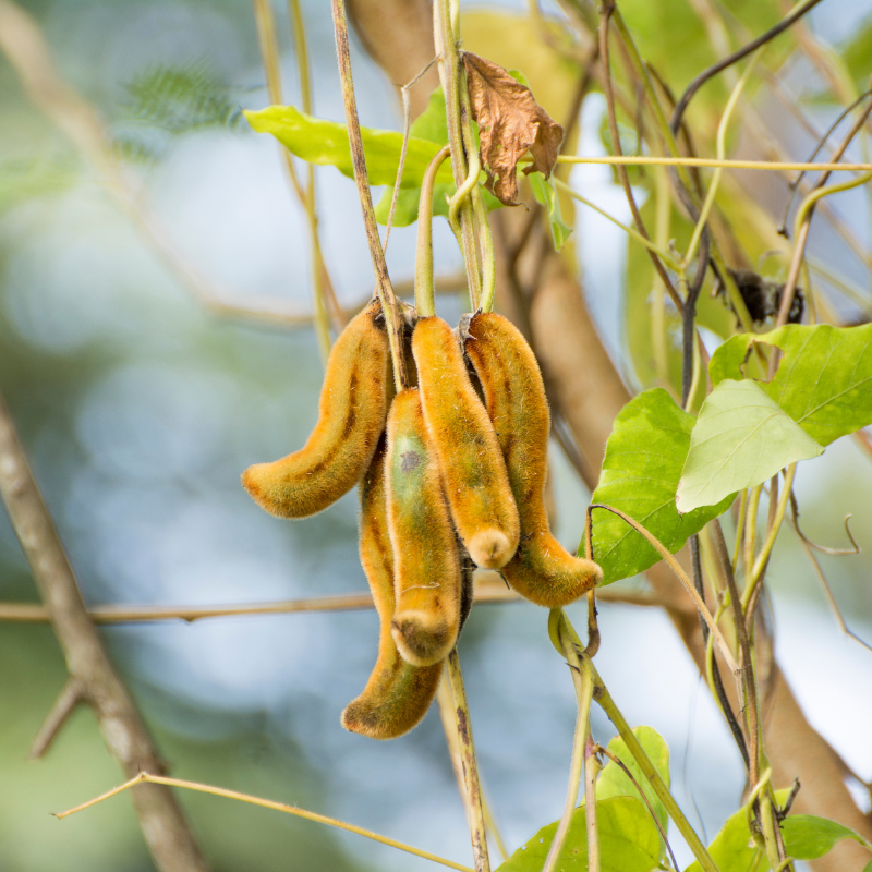 Mucuna pruriens, Velvet Bean, Kapikachhu - 5