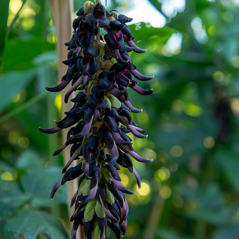 Mucuna pruriens, Velvet Bean, Kapikachhu - 5