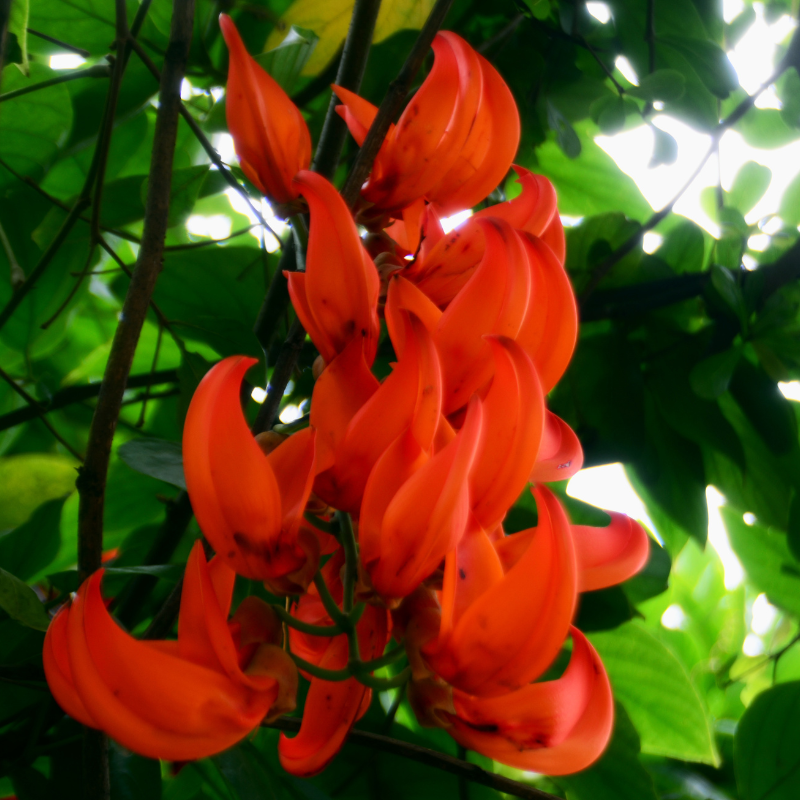 Mucuna pruriens, Velvet Bean, Kapikachhu - 5