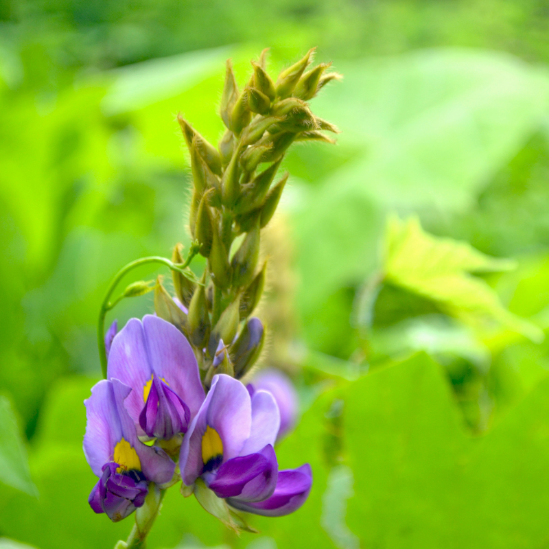 Mucuna pruriens, Velvet Bean, Kapikachhu - 5