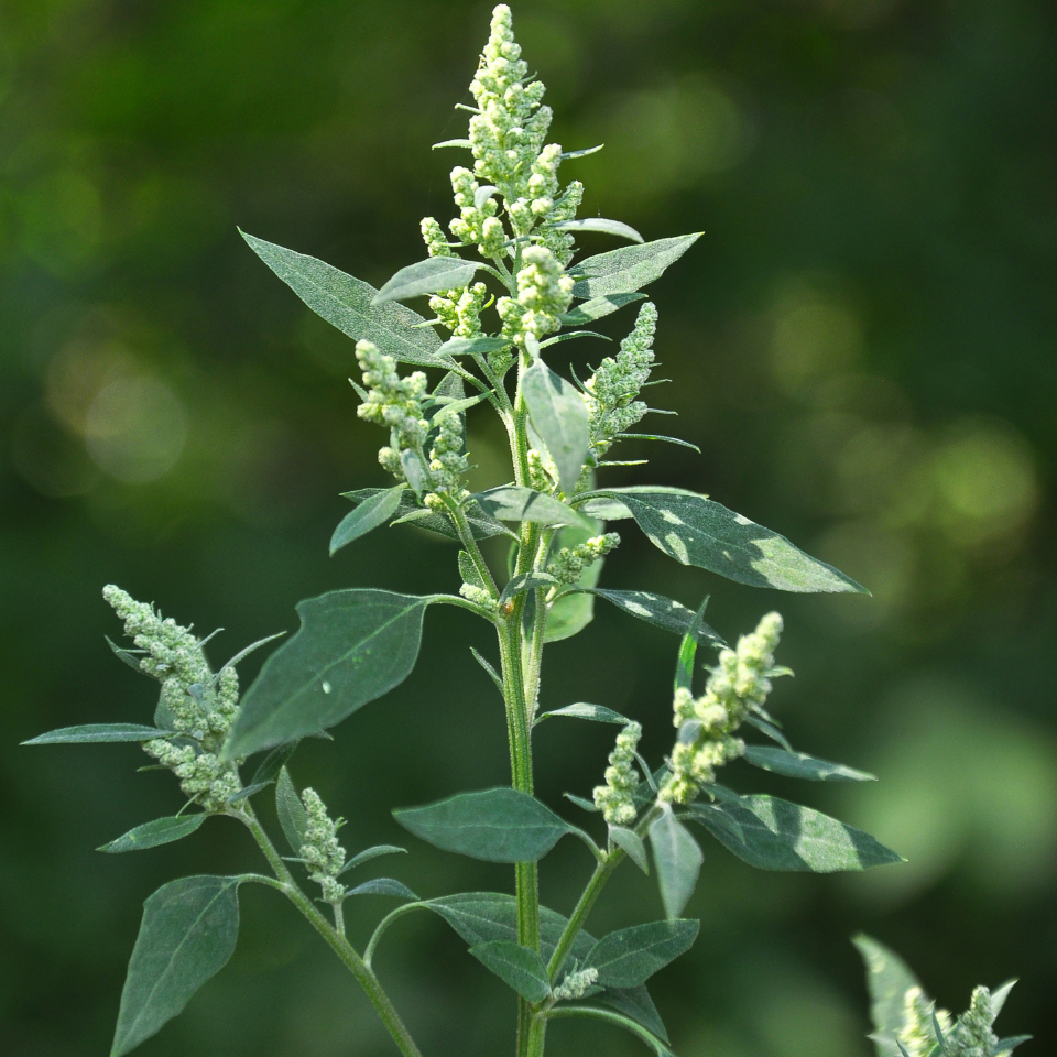 Quinoa Black seeds, Chenopodium Quinoa - 300