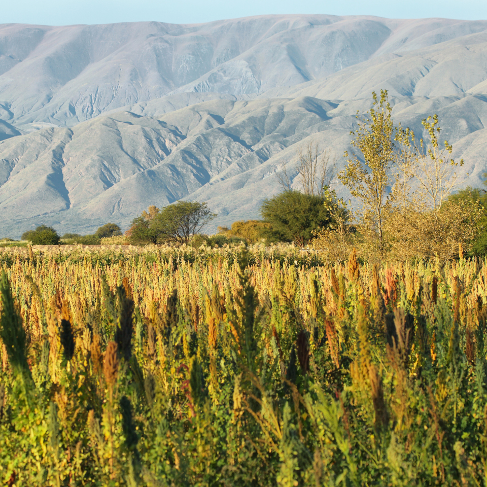 Quinoa Black seeds, Chenopodium Quinoa - 300
