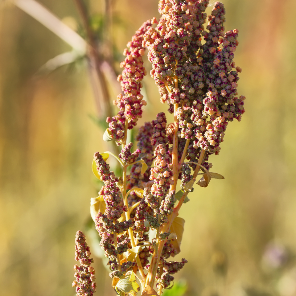 Quinoa Red seeds, Chenopodium Quinoa - 50