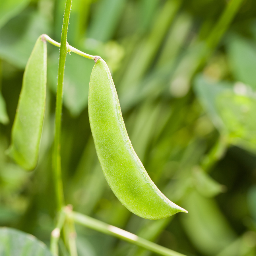 Christmas Lima Beans - 10