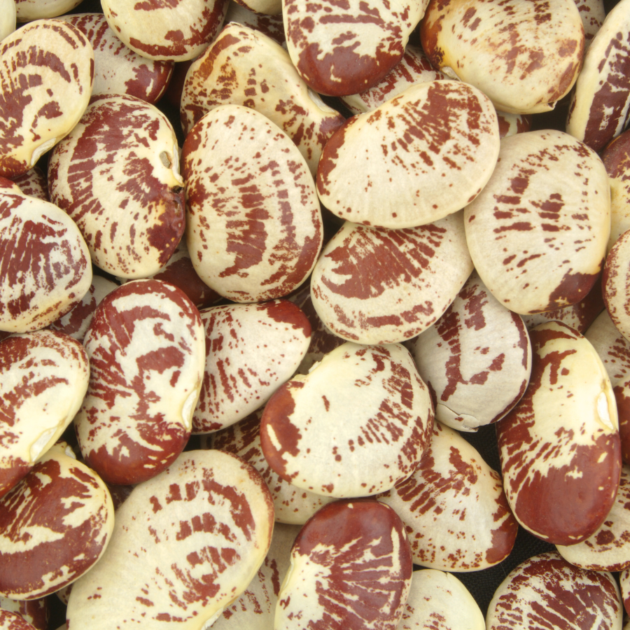 Christmas Lima Beans - 10