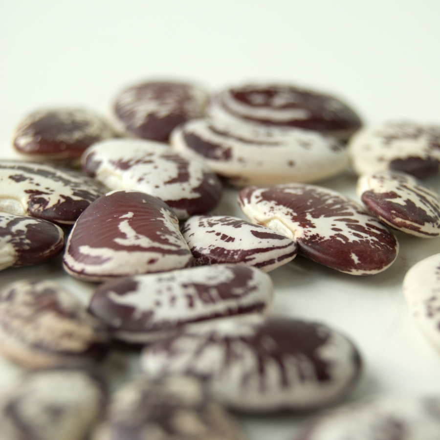 Christmas Lima Beans - 10