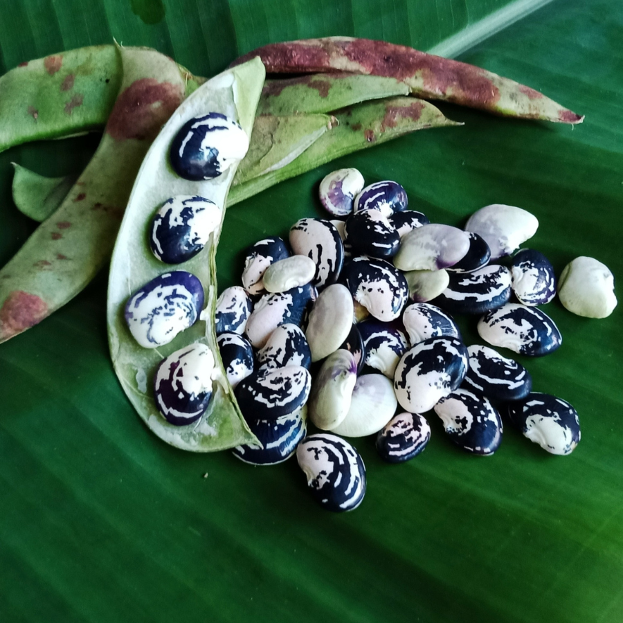 Christmas Lima Beans - 10