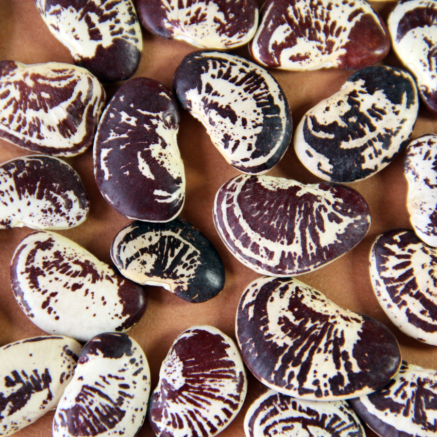Christmas Lima Beans - 10