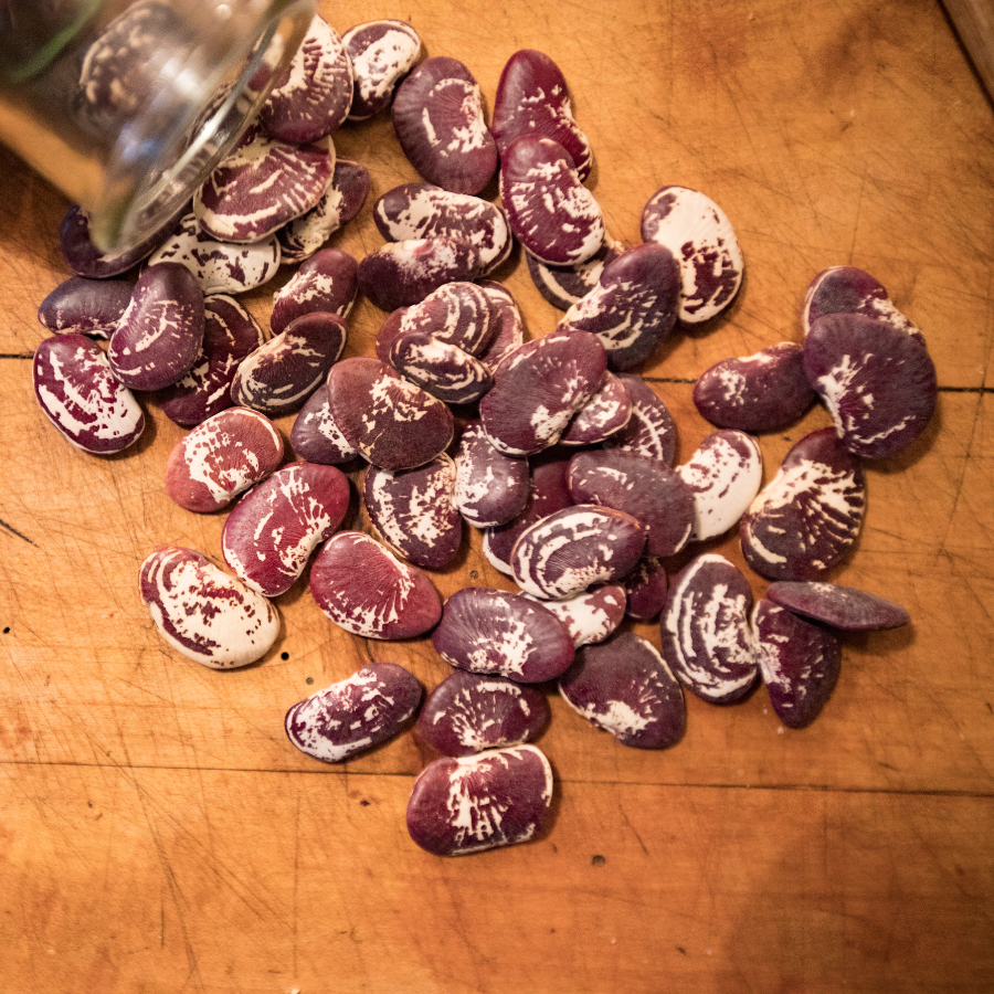 Christmas Lima Beans - 10
