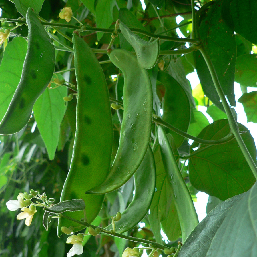 Christmas Lima Beans - 10