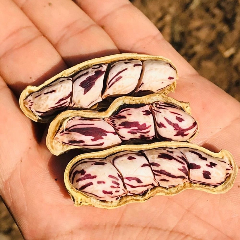 Tiger Selected Stripped Peanut Seeds, Mae Hong Son Specialty - 10
